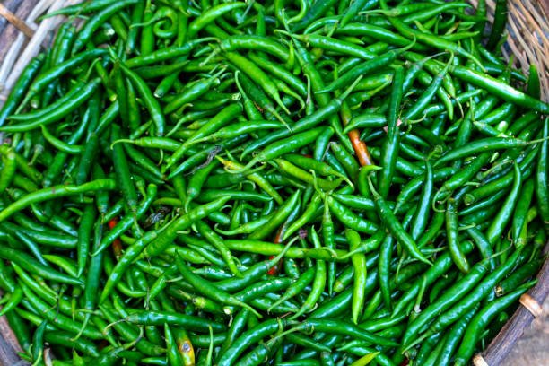 Green Chillis freshly plucked at the farm